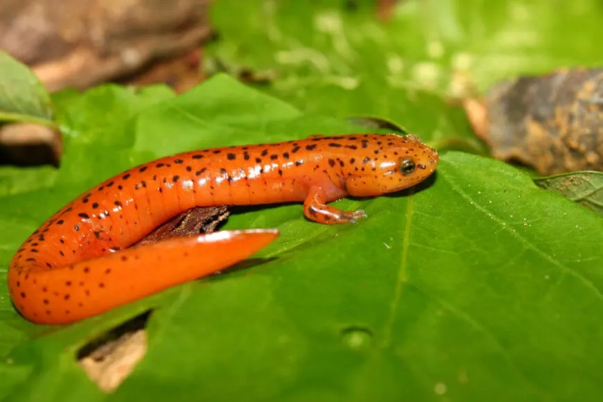 Salamandra