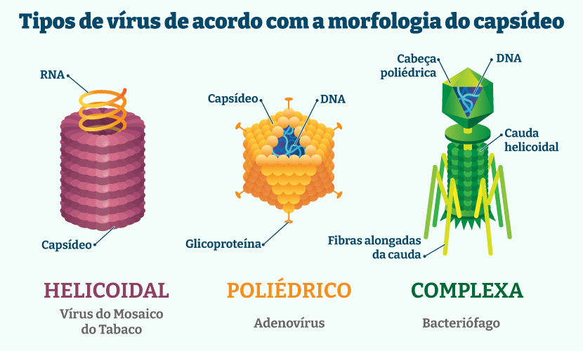 Tipos de vírus de acordo com a morfologia do capsídeo.