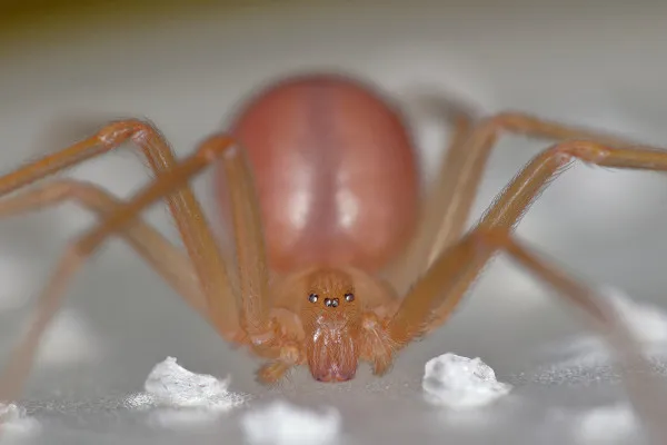 Aranha-marrom