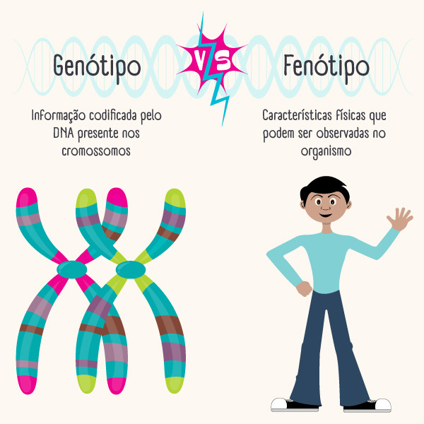 Diferença entre genótipo e genótipo, informações que determinam a hereditariedade.