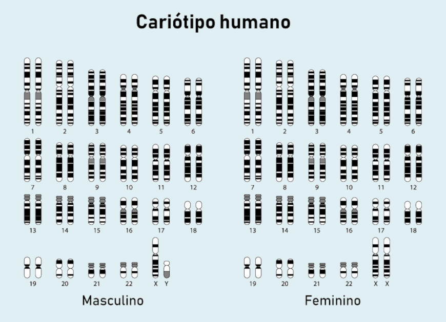 Cromossomos do cariótipo humano feminino e masculino em texto sobre hereditariedade