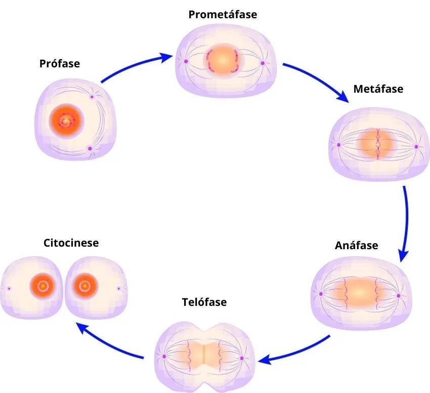Ciclo celular
