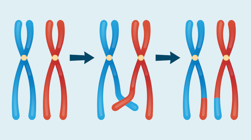 Esquema ilustrativo de recombinação genética em texto sobre hereditariedade.