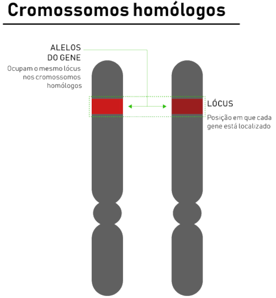 Posição dos genes em cromossomos homólogos, em texto sobre hereditariedade.