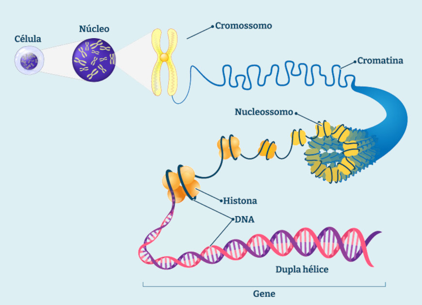 Esquema ilustrativo da estrutura do DNA em células eucariontes.