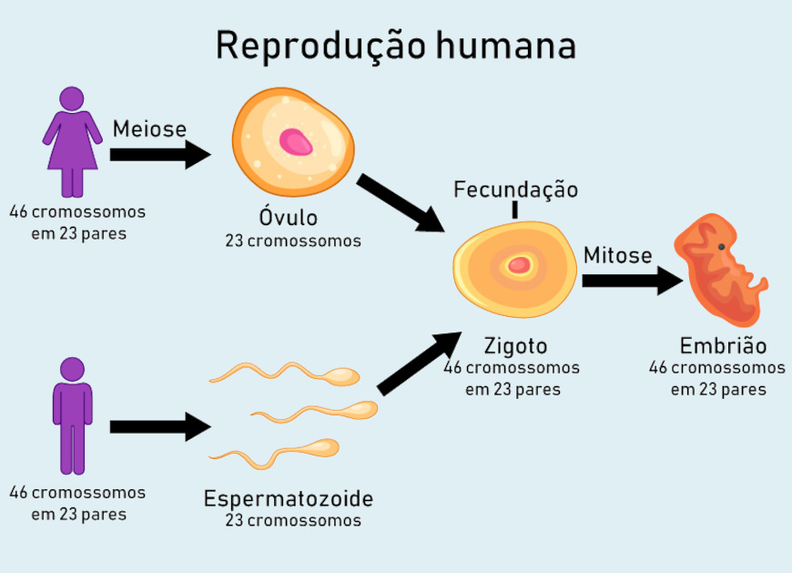 Esquema ilustrativo da hereditariedade na reprodução humana.