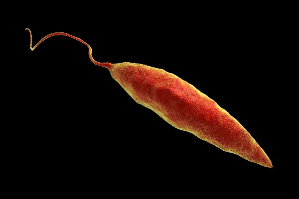 Leishmaniose
