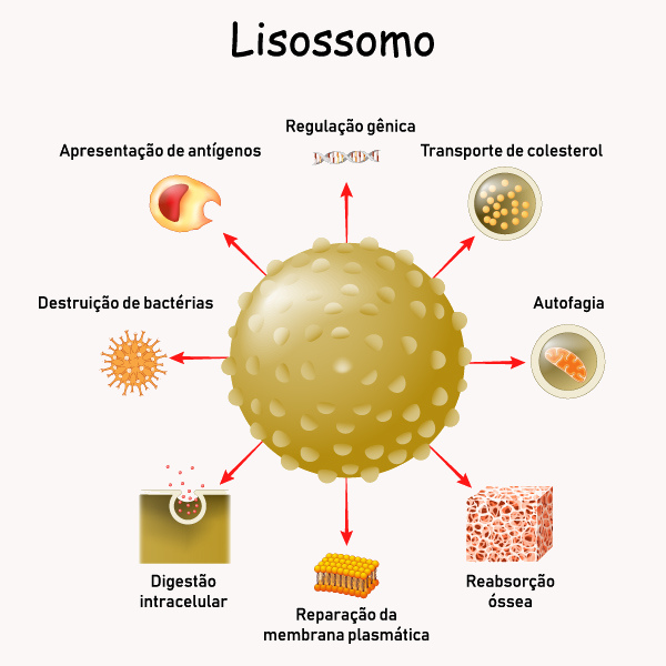 Esquema ilustrativo mostra estrutura do lisossomo e suas funções.