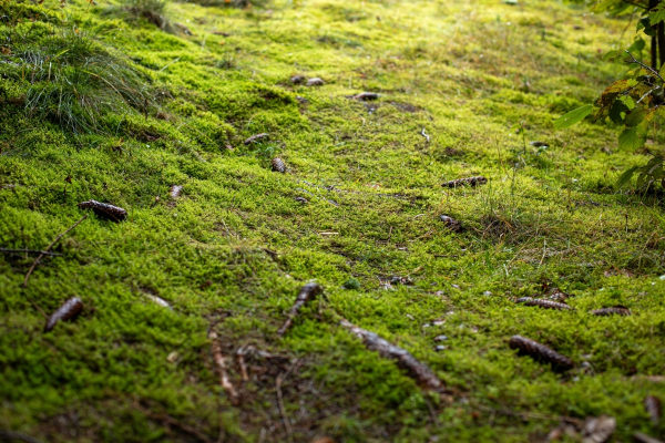 Exemplo de briófitas.