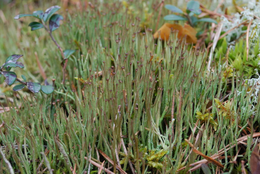 Antóceros, exemplo de briófitas.