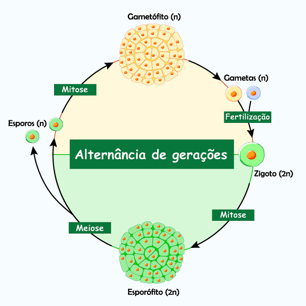 Ciclo de vida com alternância de gerações das briófitas.