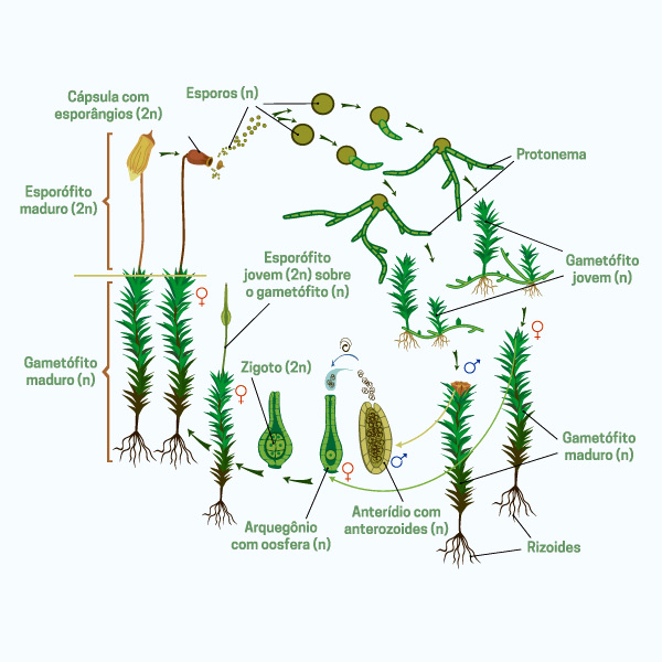 Ciclo de vida detalhado de briófitas.