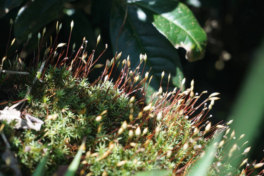 Esporófitos das briófitas.