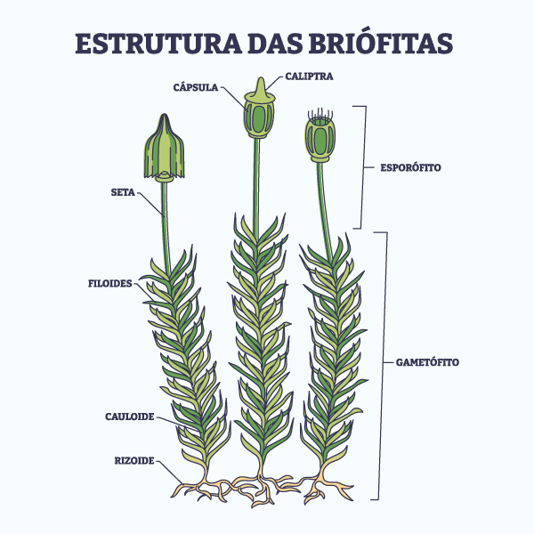 Estrutura das briófitas.