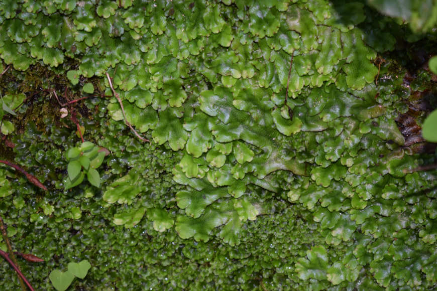 Hepáticas, exemplo de briófitas.