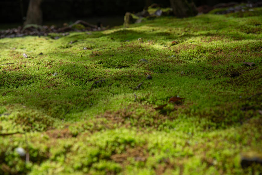 Musgos, exemplo de briófitas.