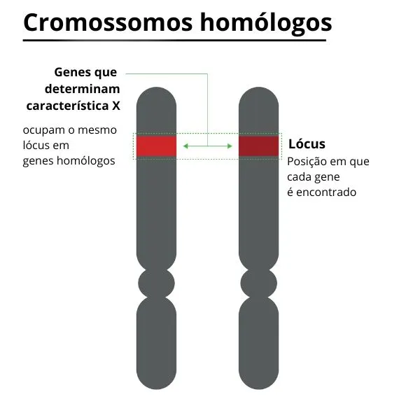 Cromossomos homólogos