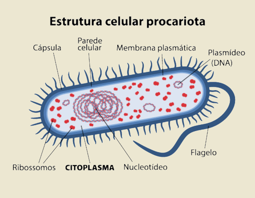 Representa&ccedil;&atilde;o de uma c&eacute;lula procarionte, indicando o citoplasma e os elementos que o comp&otilde;em. 