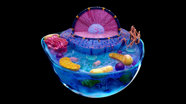 Ilustração em 3D da estrutura celular com o citoplasma e seus componentes.