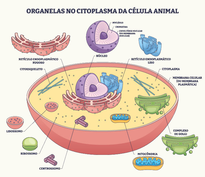 Os filamentos que comp&otilde;em a estrutura do citoesqueleto conferem refor&ccedil;o mec&acirc;nico &agrave; c&eacute;lula.