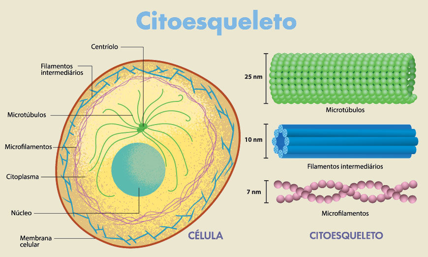 Esquema ilustrativo do citoesqueleto de uma c&eacute;lula eucari&oacute;tica com seus diferentes tipos de filamentos.