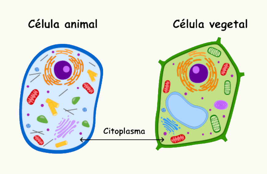 Representa&ccedil;&atilde;o de c&eacute;lulas animal e vegetal, indicando o citoplasma e suas estruturas. 
