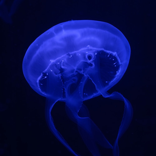  La mayoría de los organismos bioluminiscentes se encuentran en los océanos, como las medusas.