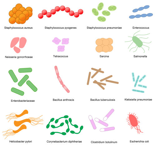  Observa las bacterias y sus diferentes formas.