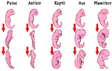 Observe a semelhanÃ§a entre os embriÃµes de diferentes vertebrados