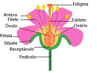 Observe as partes de uma flor