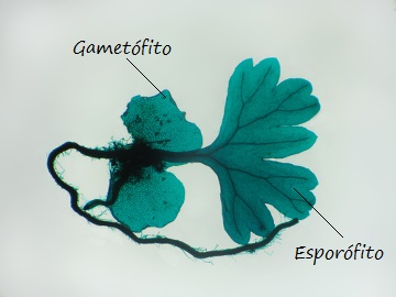 Observe que o esporÃ³fito estÃ¡ ligado ao prÃ³talo no inÃ­cio de seu desenvolvimento