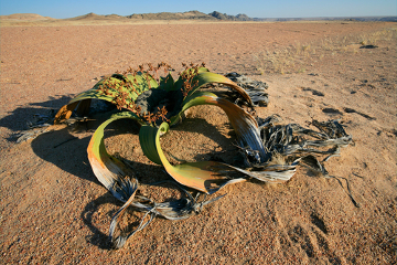 Welwitschia es una planta del Phylum Gnetophyta