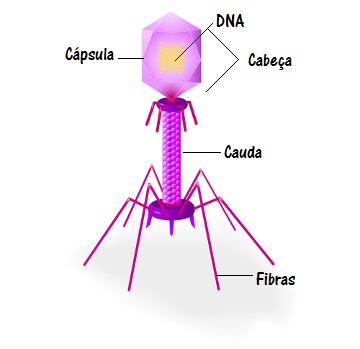 Observe a estrutura de um vÃ­rus bacteriÃ³fago