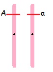 Tenga en cuenta que los alelos son diferentes en estos cromosomas homólogos.
