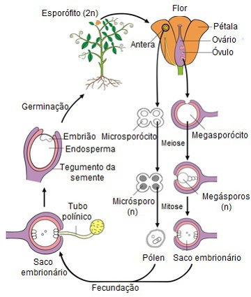 Observe de cerca el diagrama que ilustra el ciclo de vida de una angiosperma.