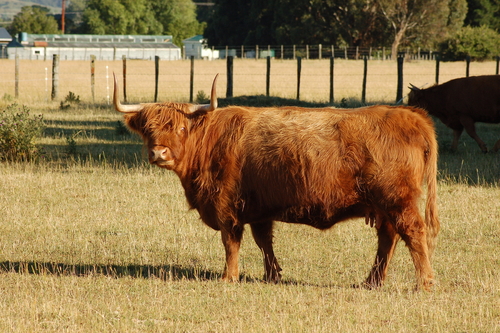 El ganado Shorthorn tiene tres tipos diferentes de pelaje: rojo, blanco y rosa.