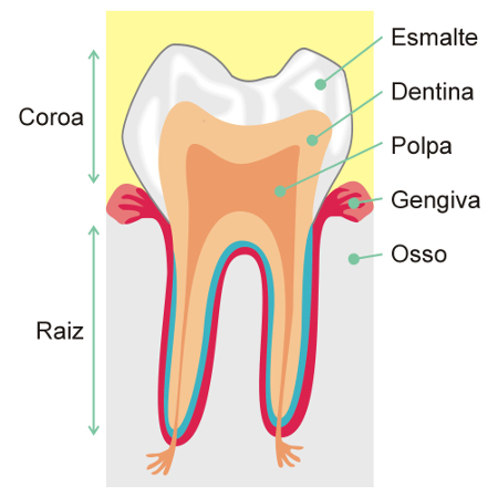 Observe atentamente a estrutura do dente