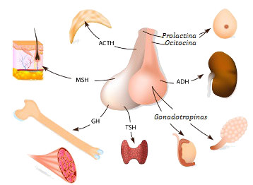 La pituitaria es una glándula endocrina que estimula varias otras glándulas.