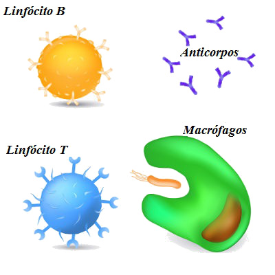 Ver algunas de las células y sustancias involucradas en la respuesta inmune.