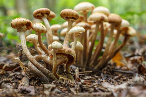 Os fungos apresentam nutriÃ§Ã£o heterotrÃ³fica