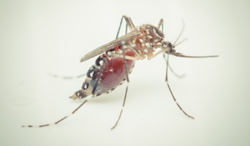 A transmissÃ£o da febre Chikungunya ocorre pela picada do mosquito Aedes aegypti contaminado