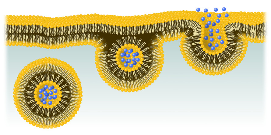 En el proceso de exocitosis, la vesícula se une a la membrana para secretar su producto al medio extracelular.