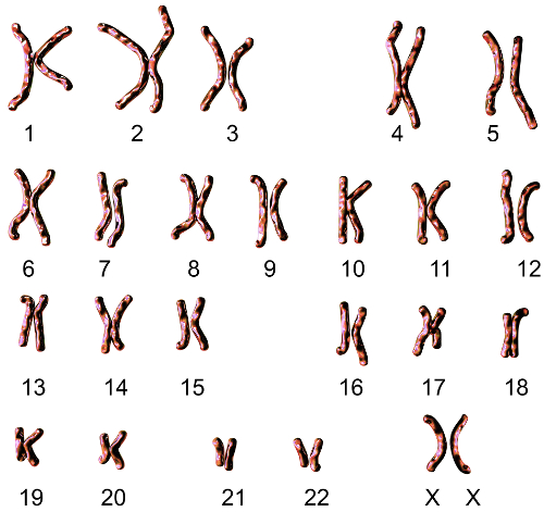 El cariotipo femenino tiene 22 pares de autosomas + 1 par de cromosoma sexual (XX)