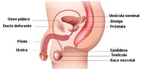 Sistema genital feminino - parte II. Órgãos do sistema genital