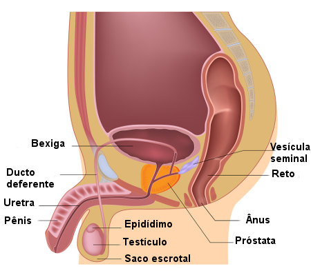 Partes principales del sistema reproductor masculino.