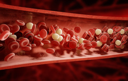O pH do sangue e os nÃ­veis de glicose devem estar adequados para garantir a homeostase