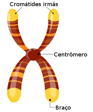Observe a estrutura de um cromossomo duplicado com suas cromÃ¡tides irmÃ£s, braÃ§os e centrÃ´mero