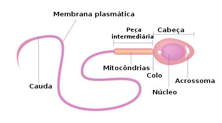 Partes básicas de un esperma