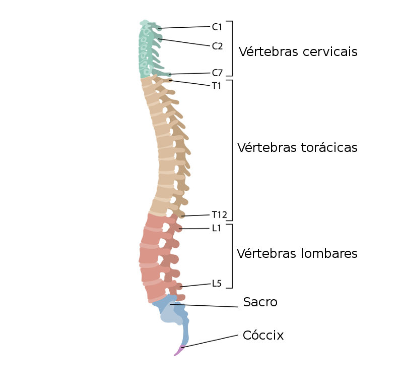 A coluna vertebral Ã© formada por ossos denominados vÃ©rtebras.