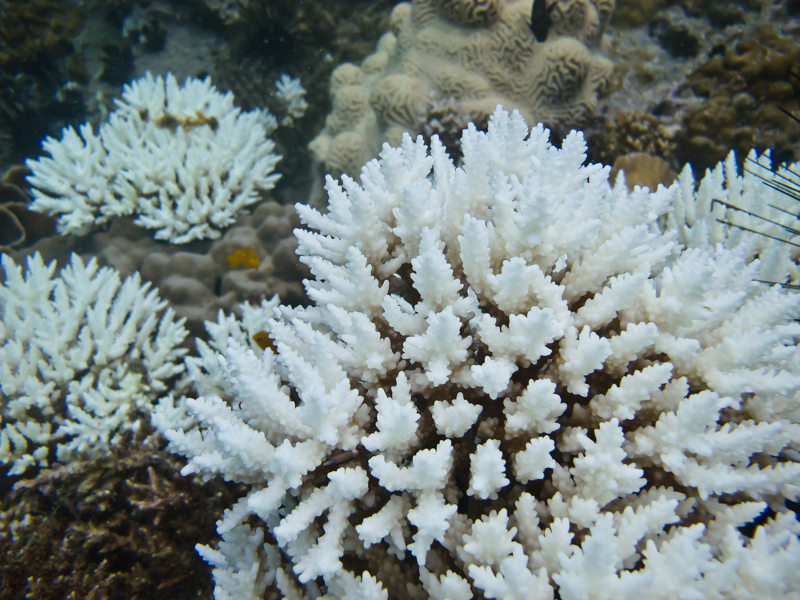 O branqueamento do coral estÃ¡ relacionado com o estresse ambiental, causado, por exemplo, pela mudanÃ§a da temperatura.